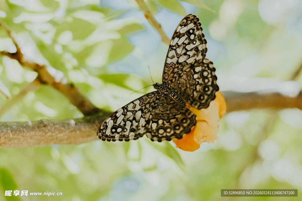 树枝上的斑斓蝴蝶