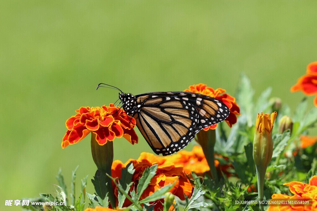 蝴蝶停驻在艳美花朵上