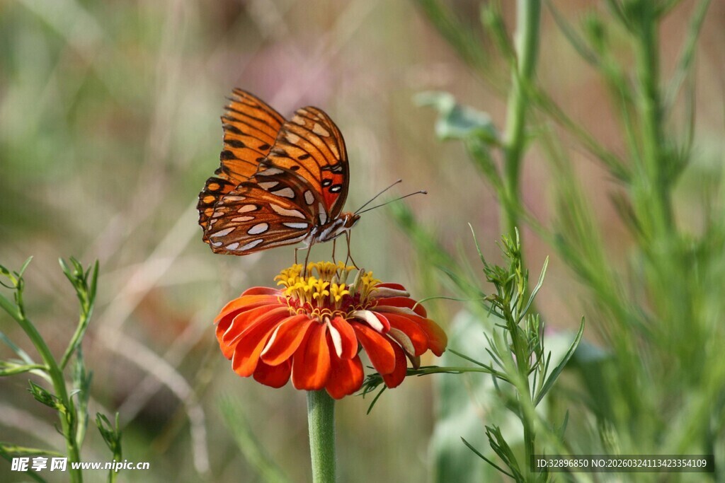 蝴蝶停留在艳红花朵上