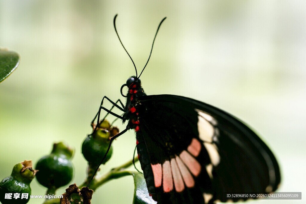 黑红蝴蝶停驻绿植上
