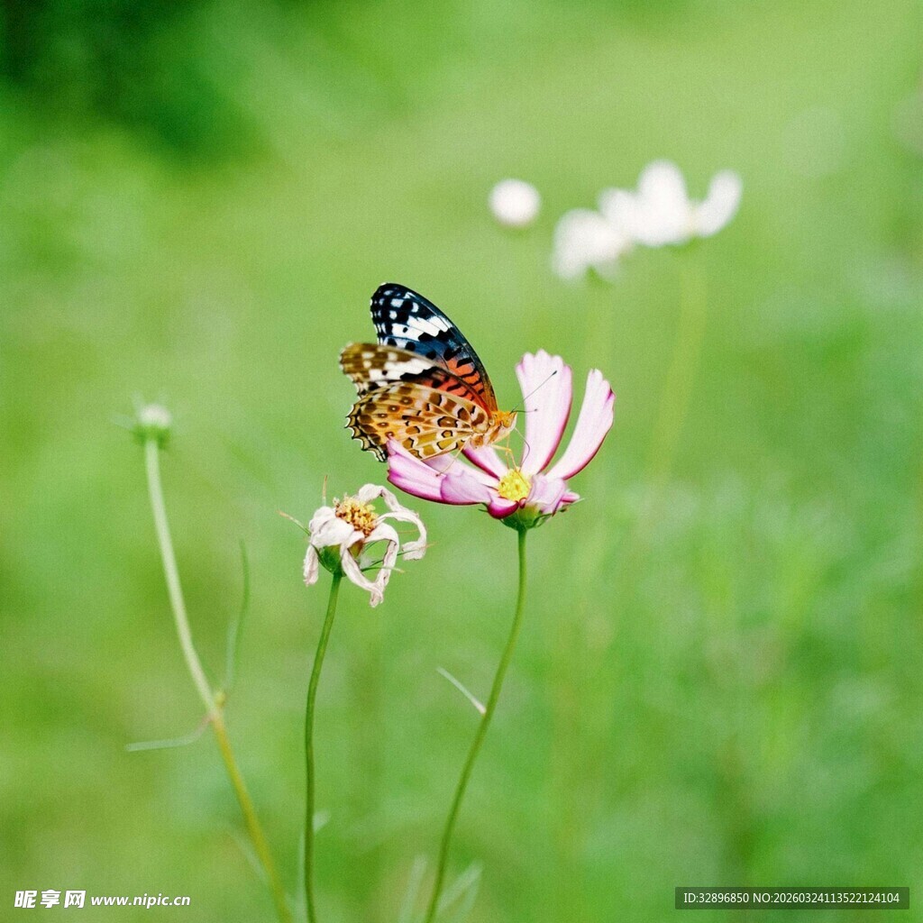 蝴蝶停驻于粉色小花上