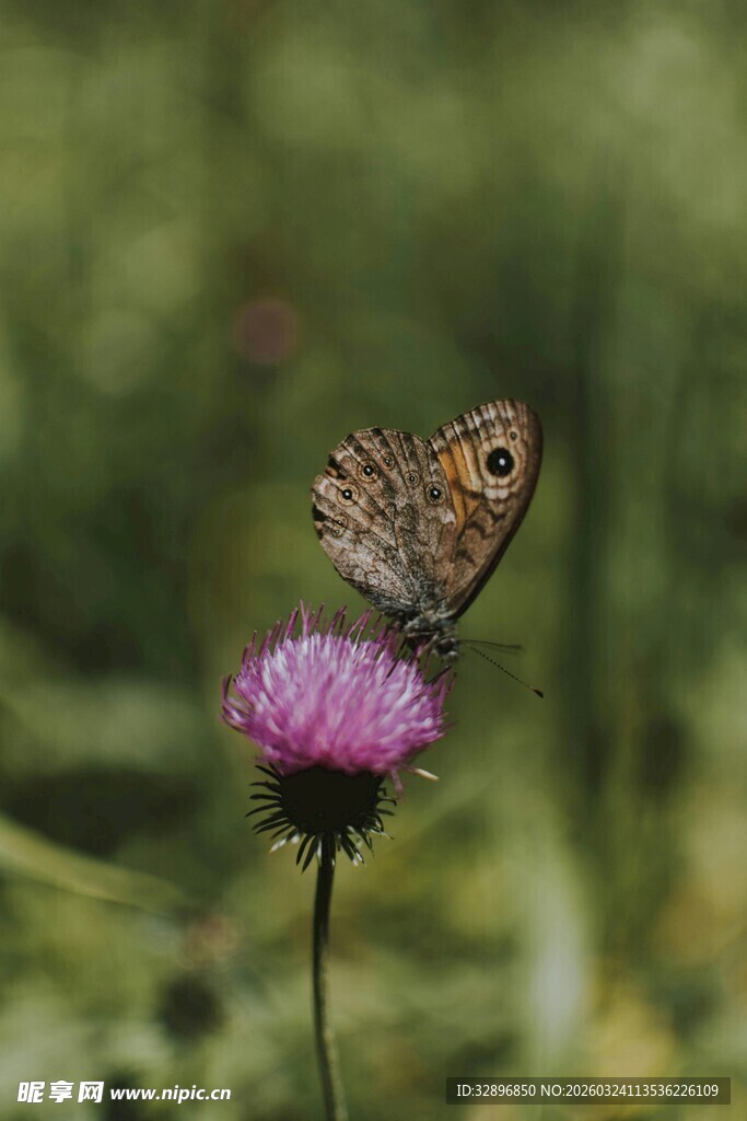 蝴蝶停留在紫色花朵上