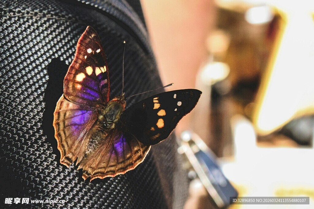 衣服上停歇的美丽蝴蝶