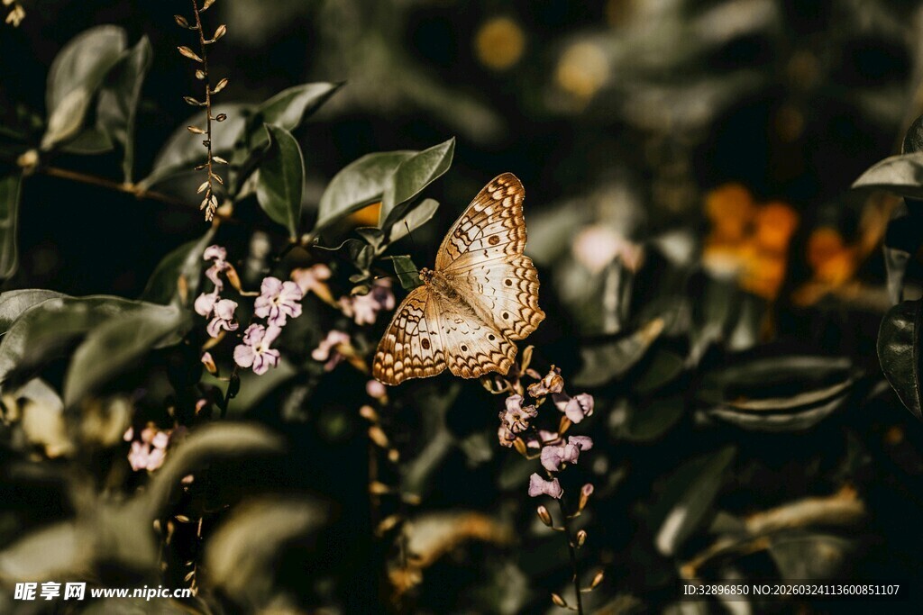 蝴蝶停驻于繁花绿叶间