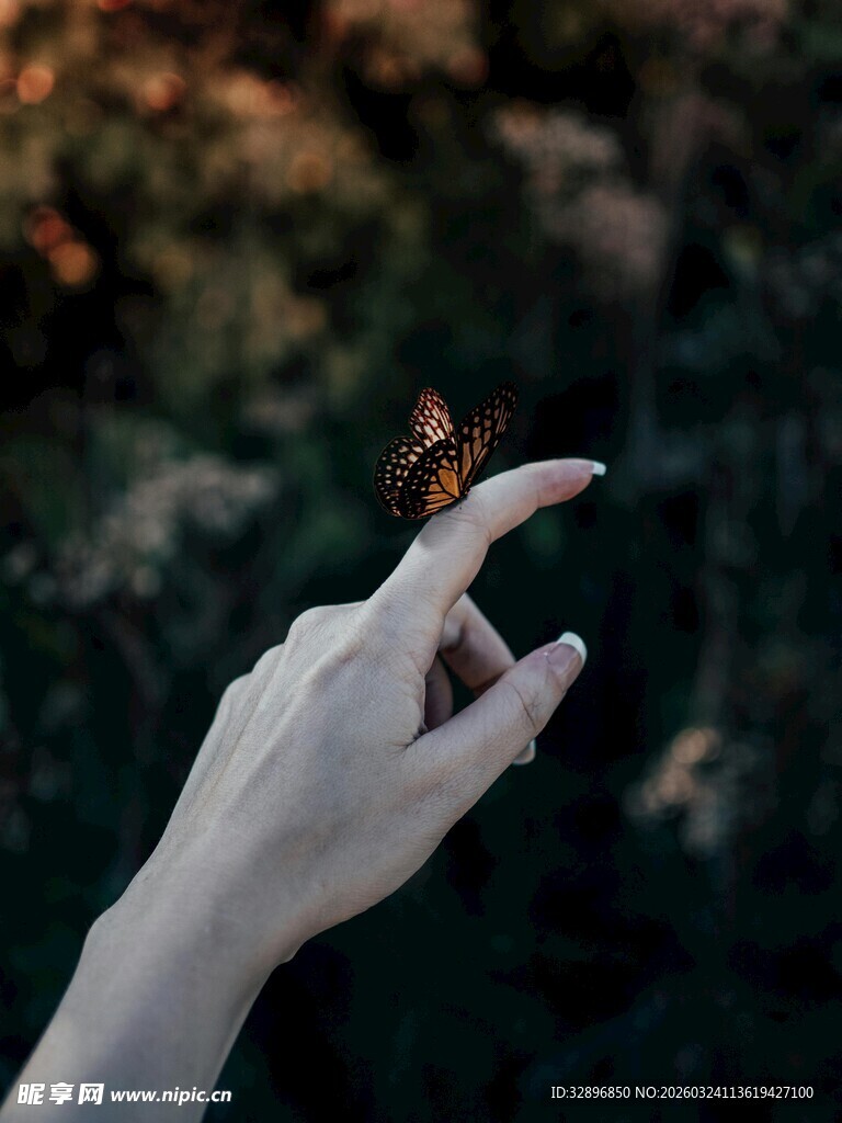 指尖上的蝴蝶