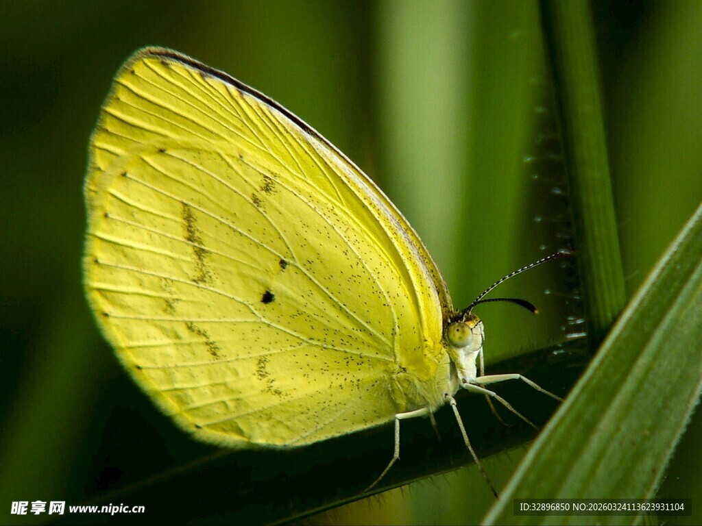 黄色蝴蝶停驻绿叶间