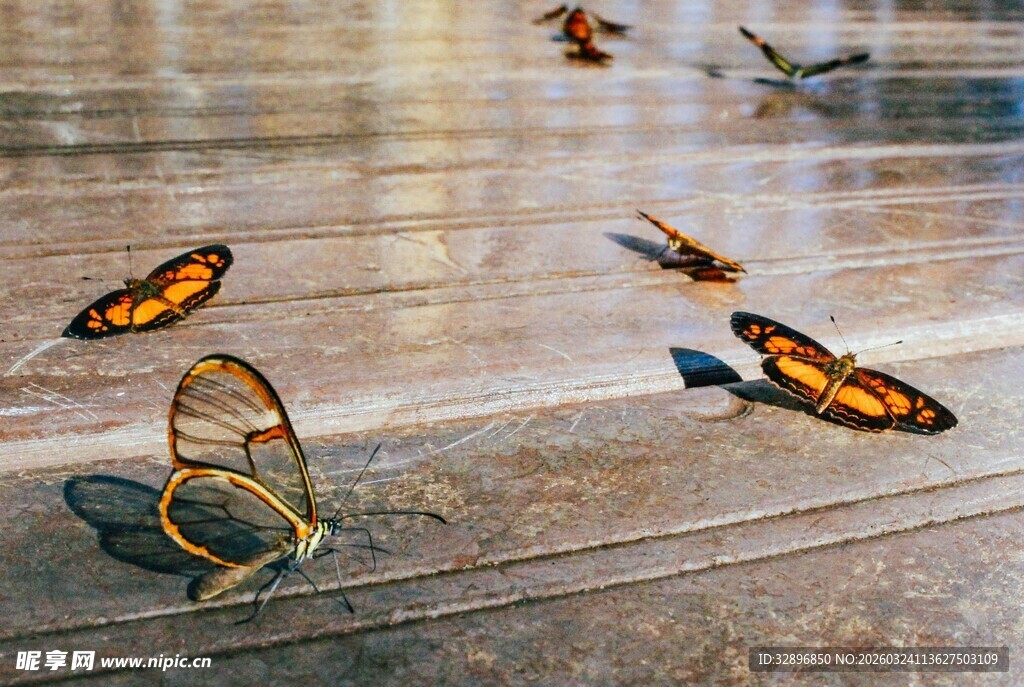 飞舞的蝴蝶灵动之美