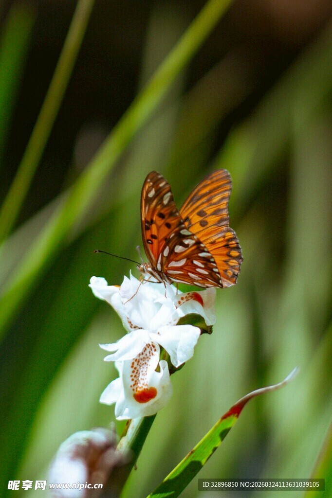 蝴蝶停驻于白色花朵上