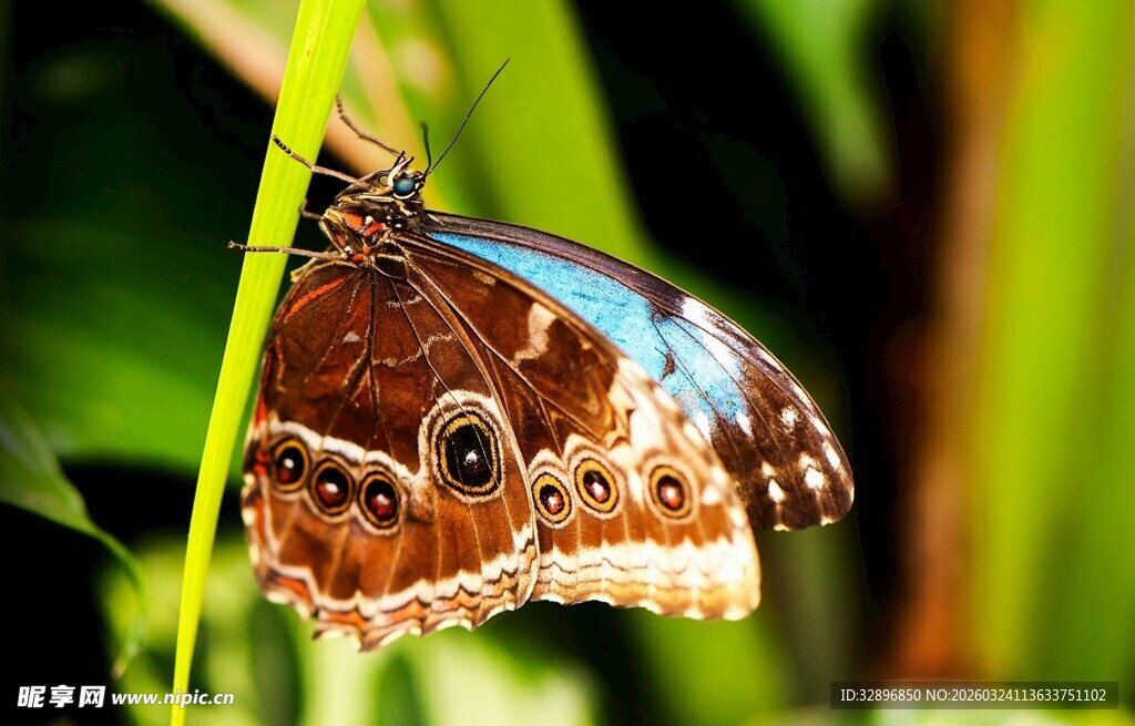 斑斓蝴蝶栖息绿叶间