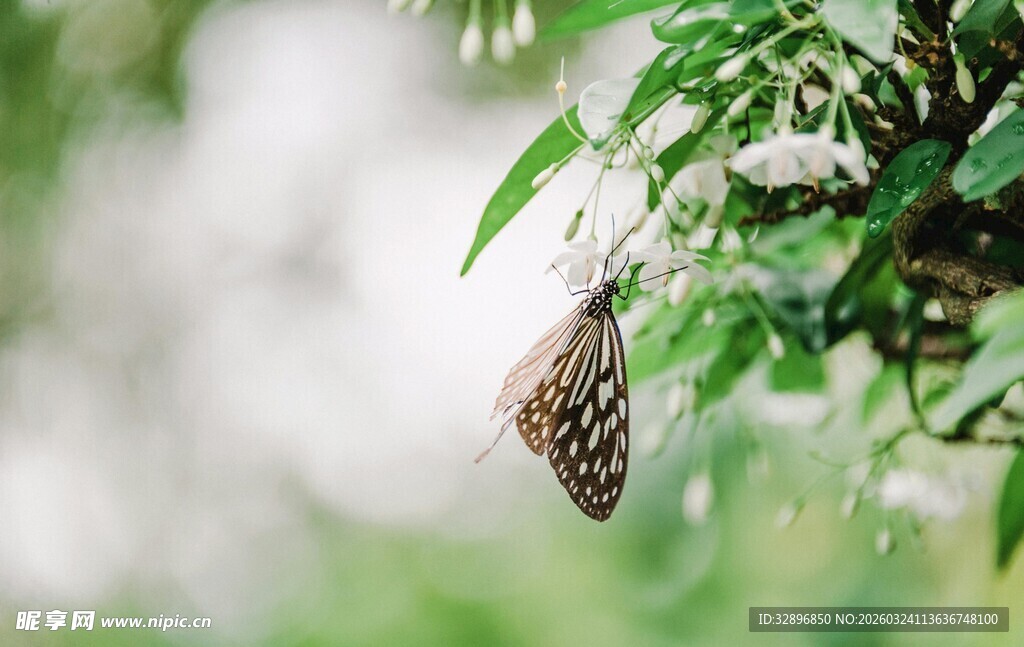 绿叶间的斑斓蝴蝶