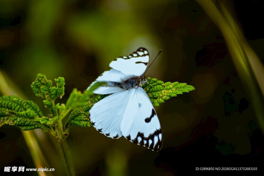 蓝白蝴蝶栖于绿叶之上