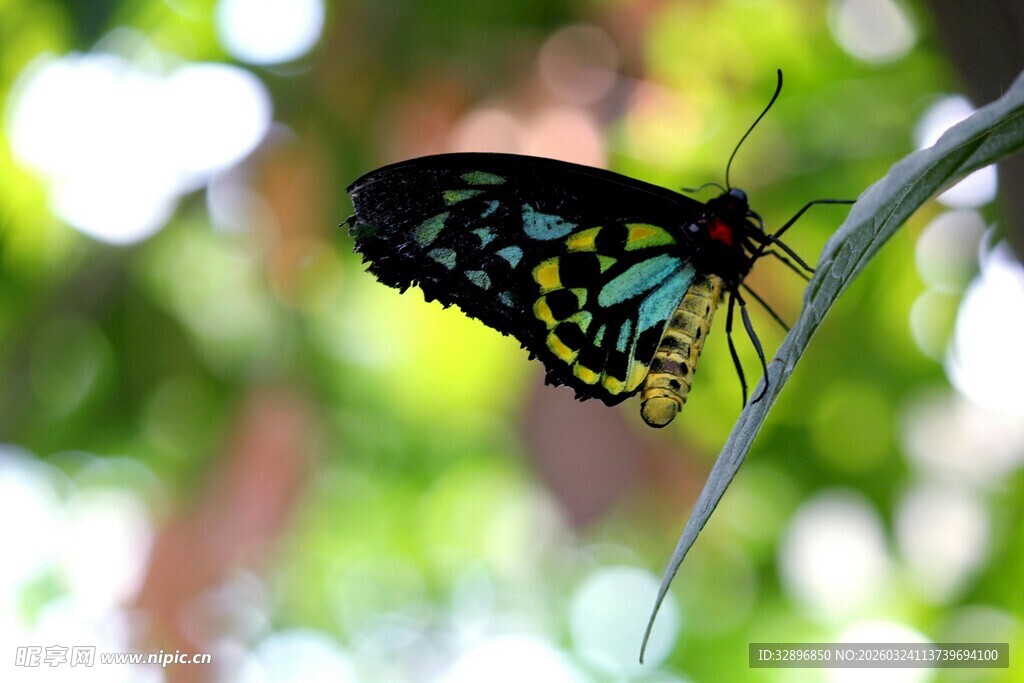 彩蝶停驻绿叶间
