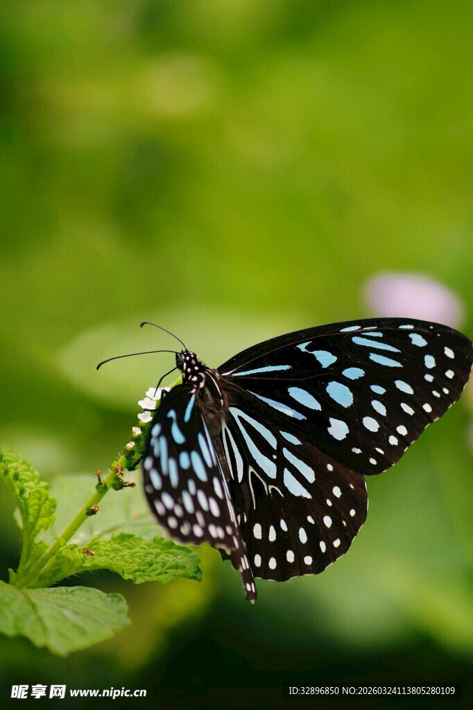 蓝斑蝴蝶停驻绿叶间