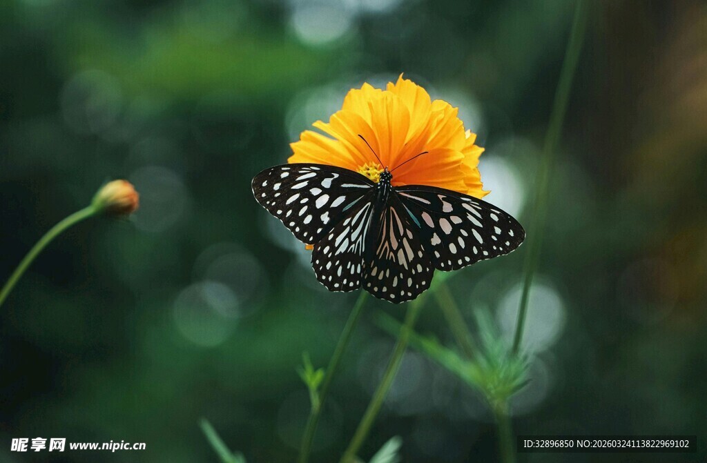 蝴蝶停驻于明艳花朵上