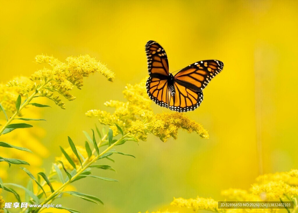 蝴蝶停驻于金黄花丛间