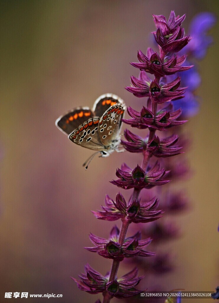 蝴蝶停驻紫色花朵上