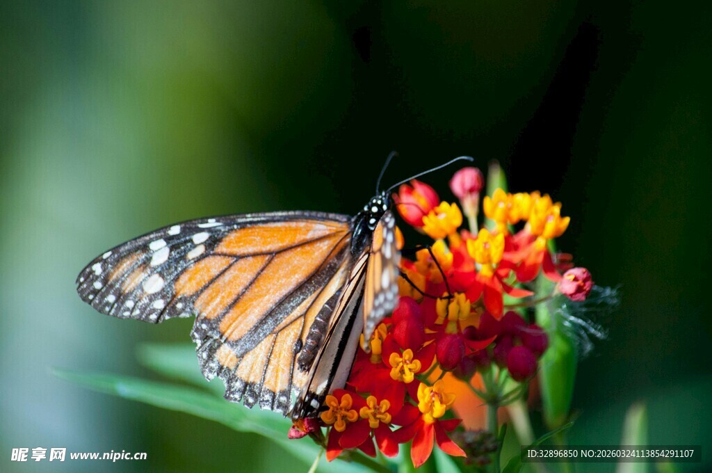 蝴蝶停驻多彩鲜花上