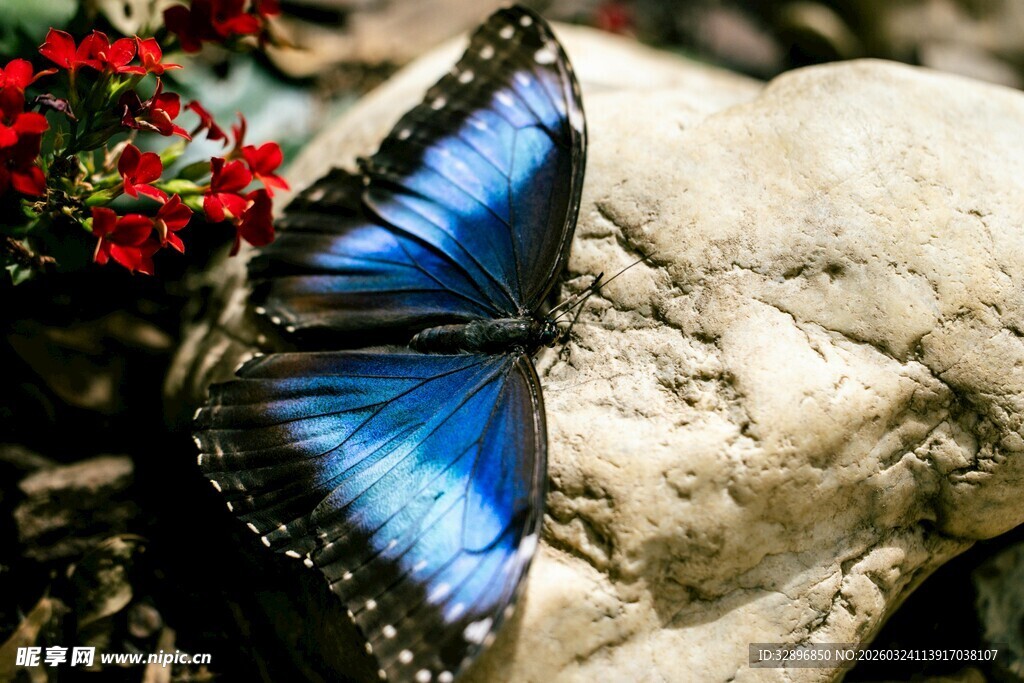 蓝蝶停驻于石上