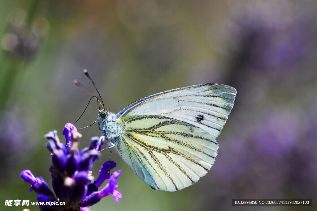 白蝶停驻紫色薰衣草花上