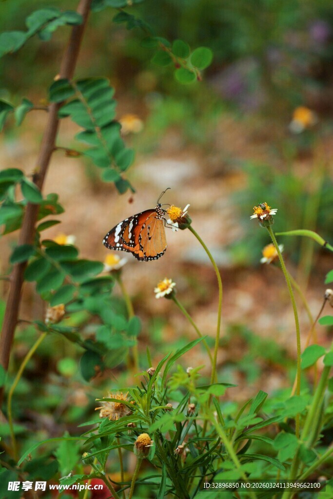 花丛中飞舞的美丽蝴蝶