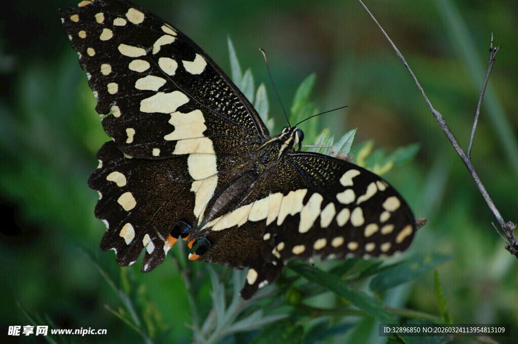 黑白花纹蝴蝶停于绿草