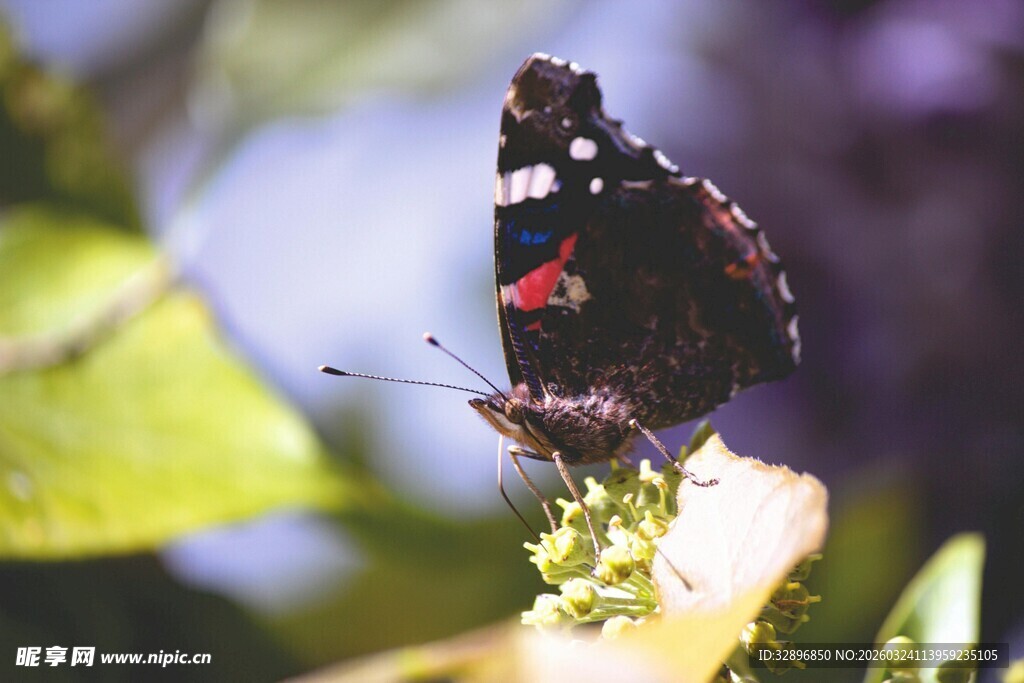 黑底红斑蝴蝶停于花上