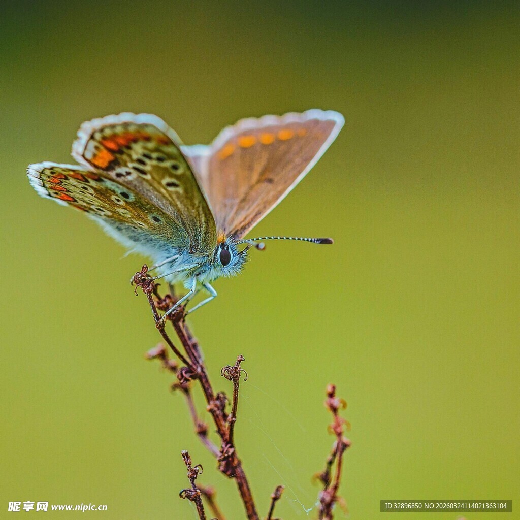停驻花枝的美丽蝴蝶