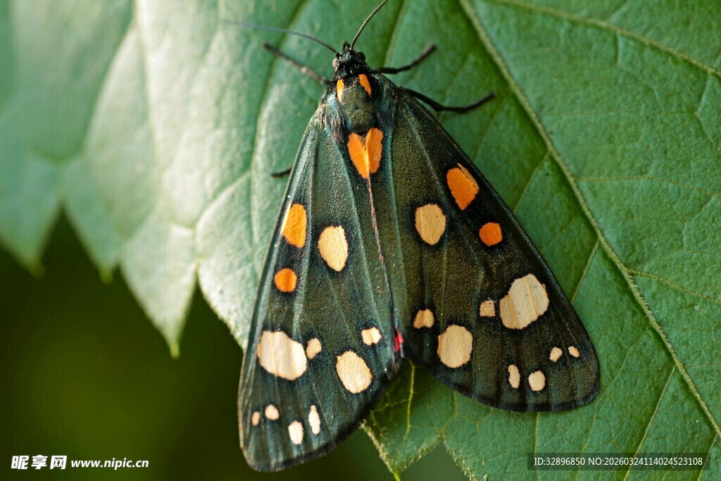 黑底橙白点纹蝴蝶停叶上