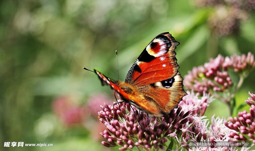 彩蝶停驻繁花间