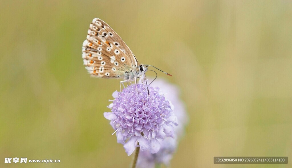 蝴蝶停驻在紫色绒球花上