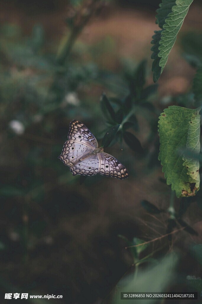 绿叶间的蝴蝶