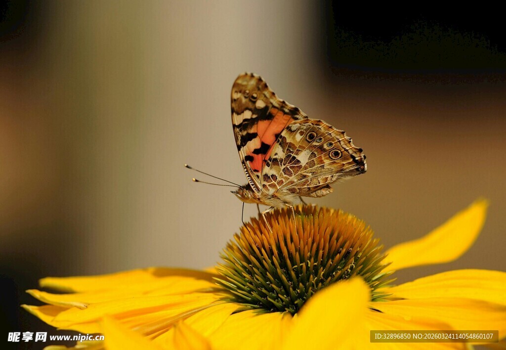 蝴蝶停驻黄色花朵上