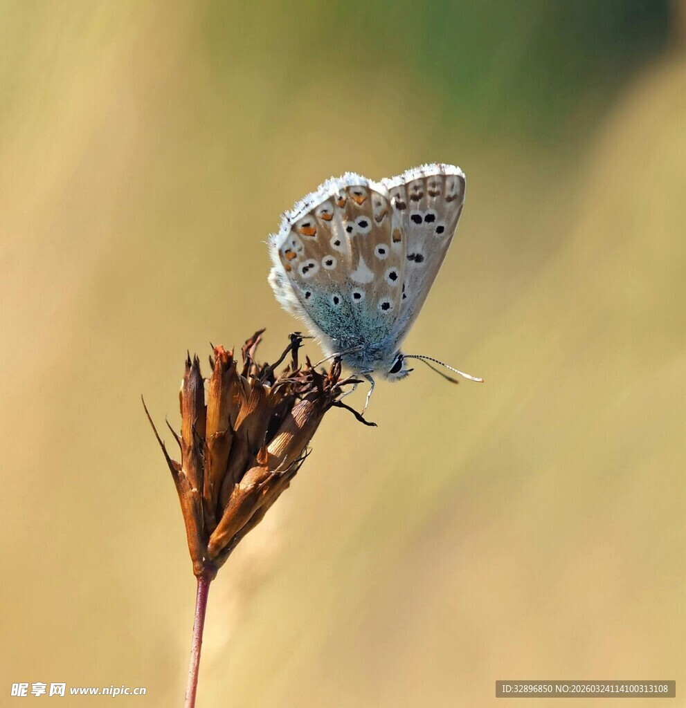 蓝蝴蝶停驻于植物顶端
