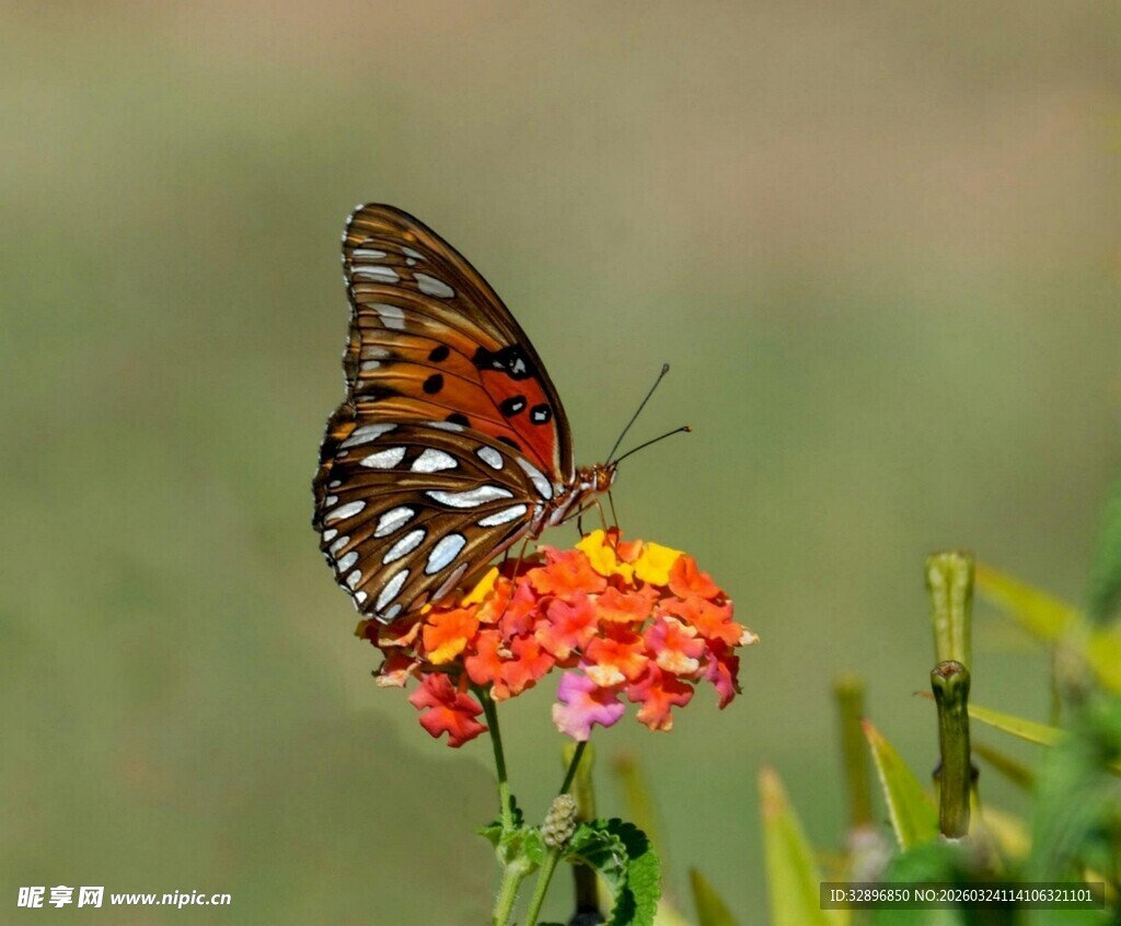 蝴蝶停驻在鲜艳花朵上