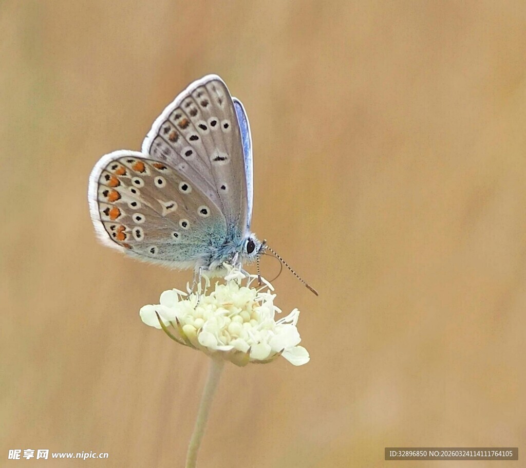 蓝蝴蝶停留在白色小花上