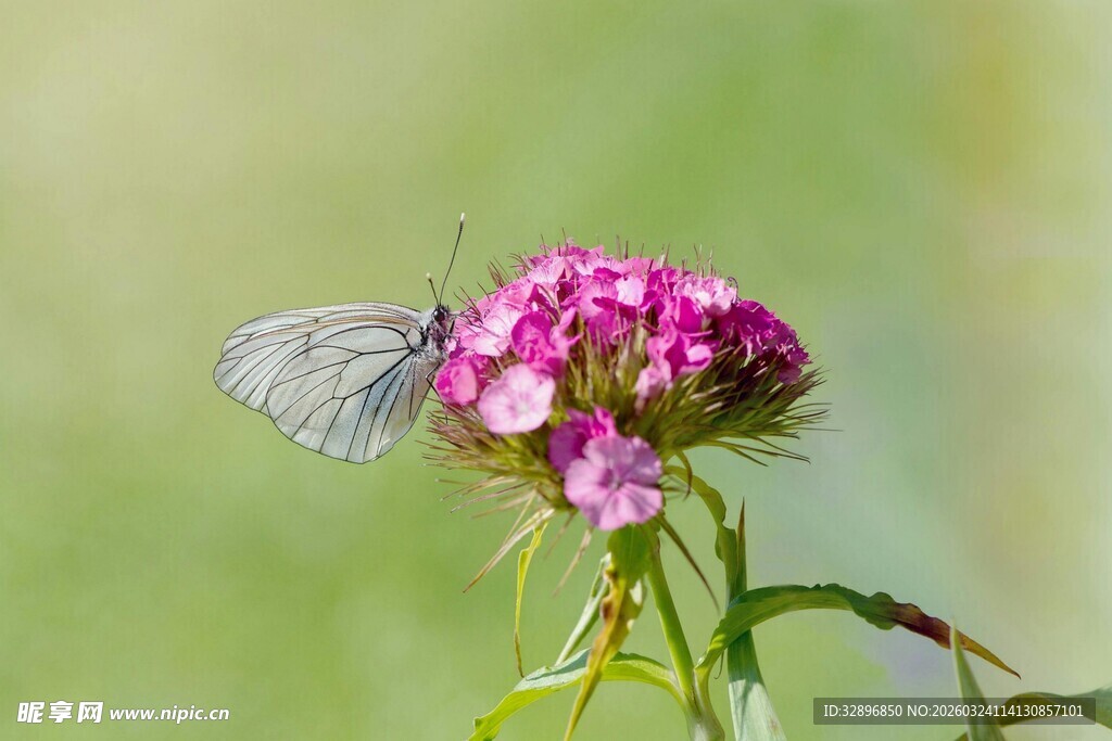 蝴蝶停驻于娇艳粉花