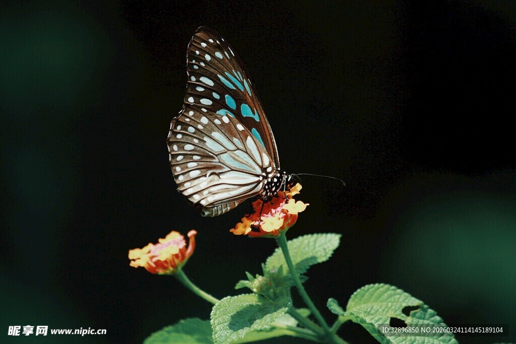 彩蝶停驻娇艳花朵