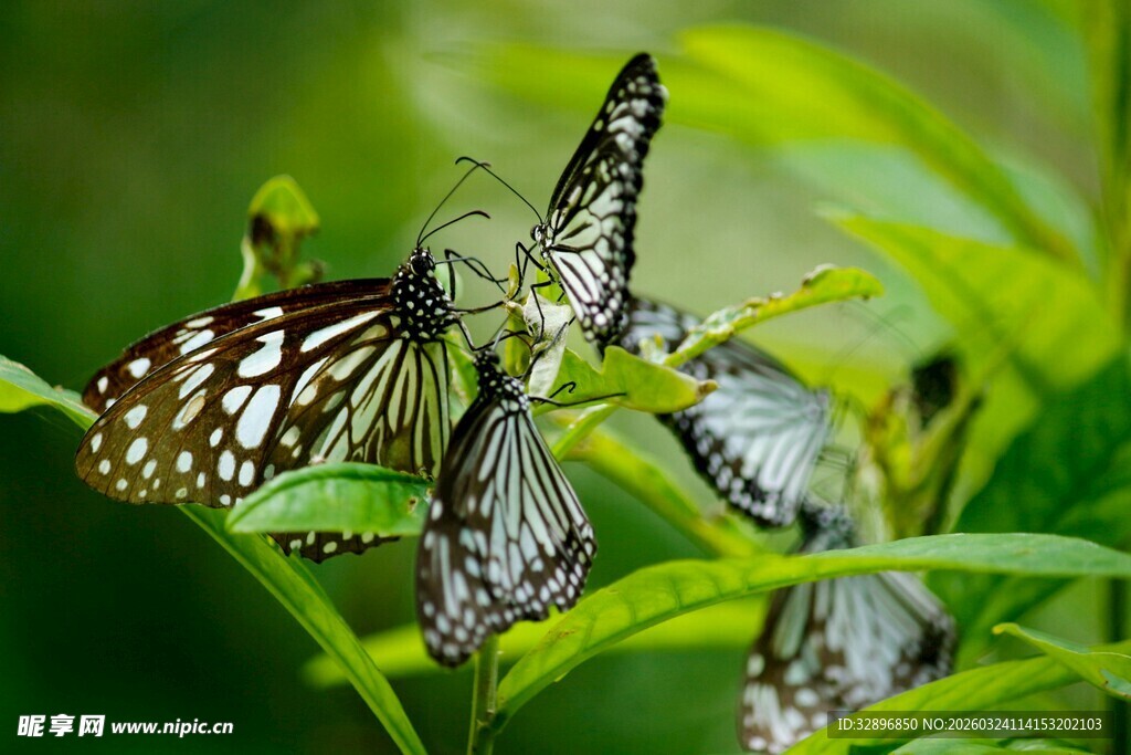 群蝶栖于绿叶间