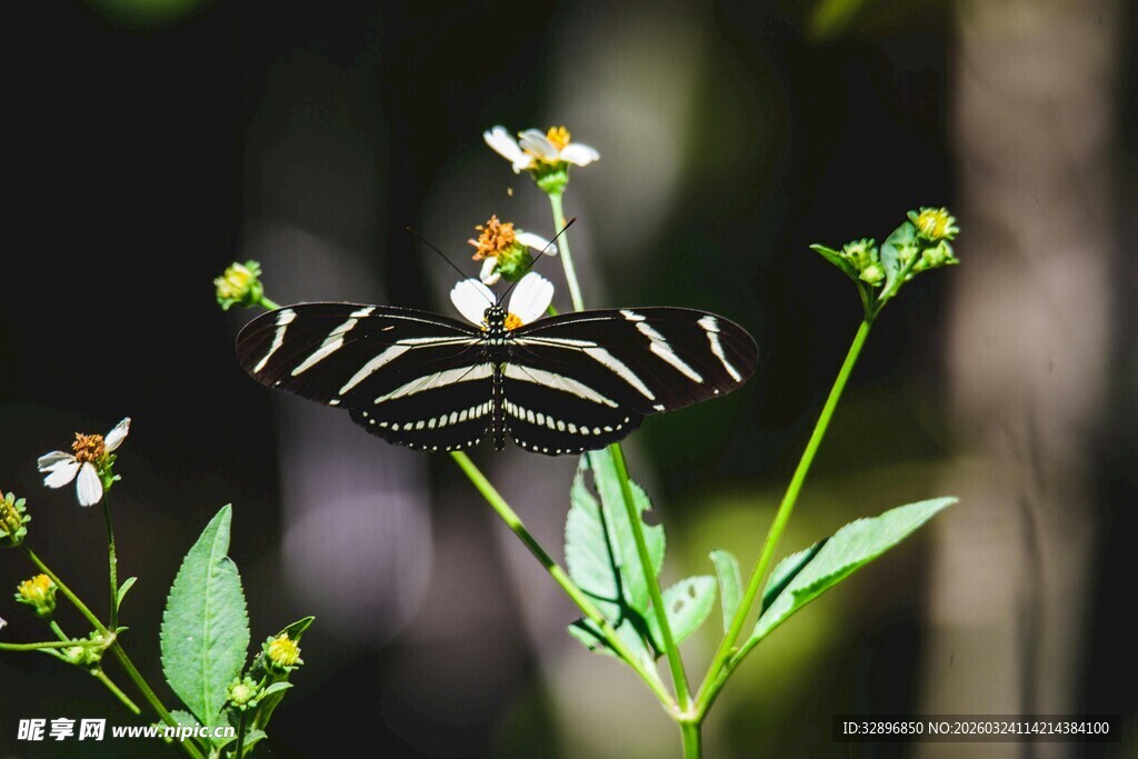 条纹蜘蛛栖息于绿植间