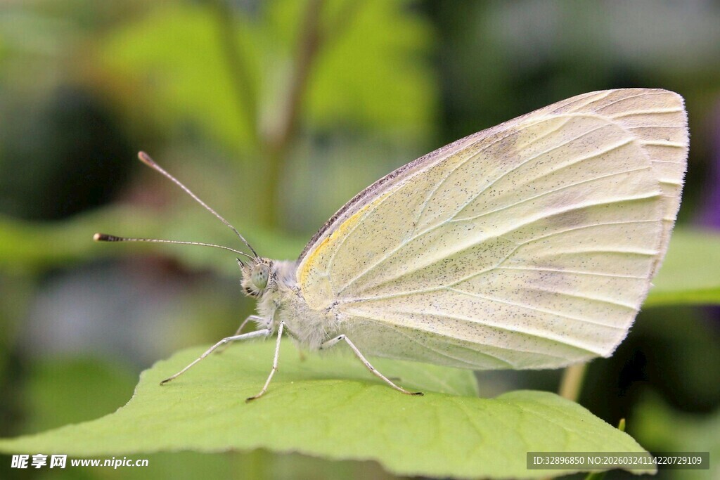 绿叶上的浅色蝴蝶