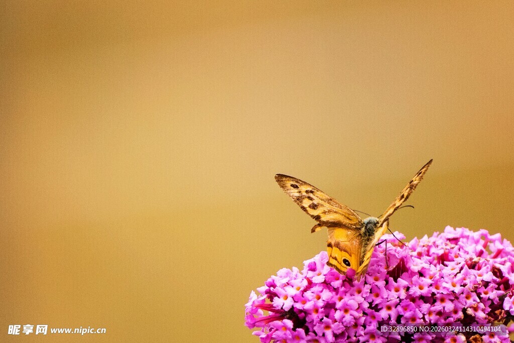 蝴蝶停驻于紫色花朵上