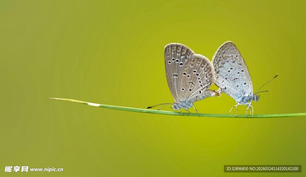 绿叶上相依的两只蝴蝶