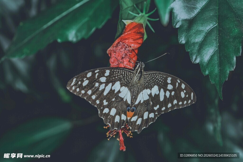 绿叶间的斑斓蝴蝶