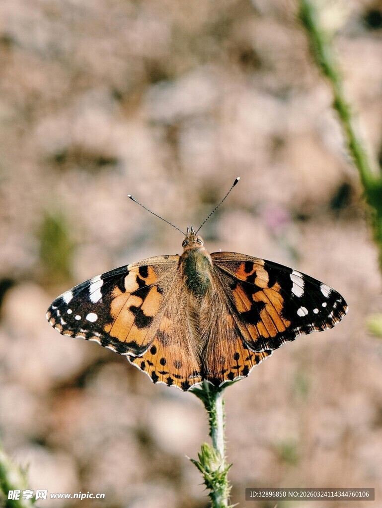 停在植物上的花纹蝴蝶
