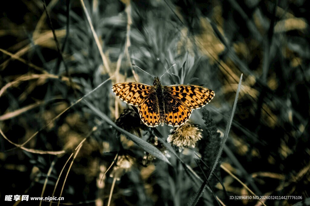 草丛中的斑斓蝴蝶