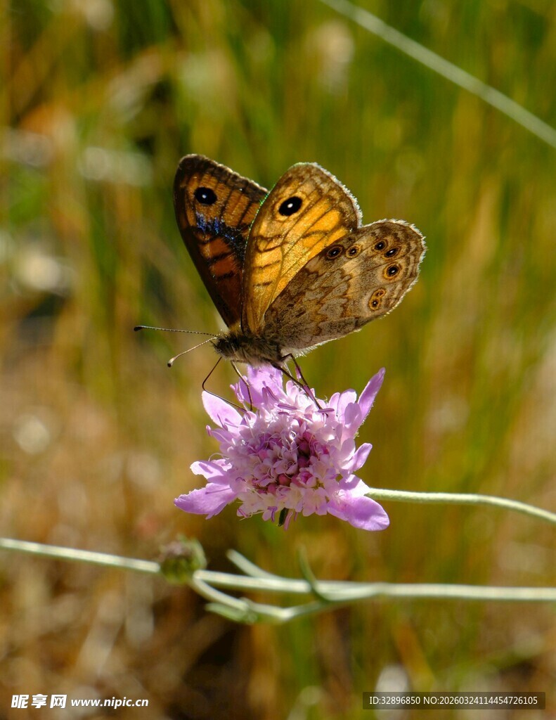 蝴蝶停驻紫色小花上