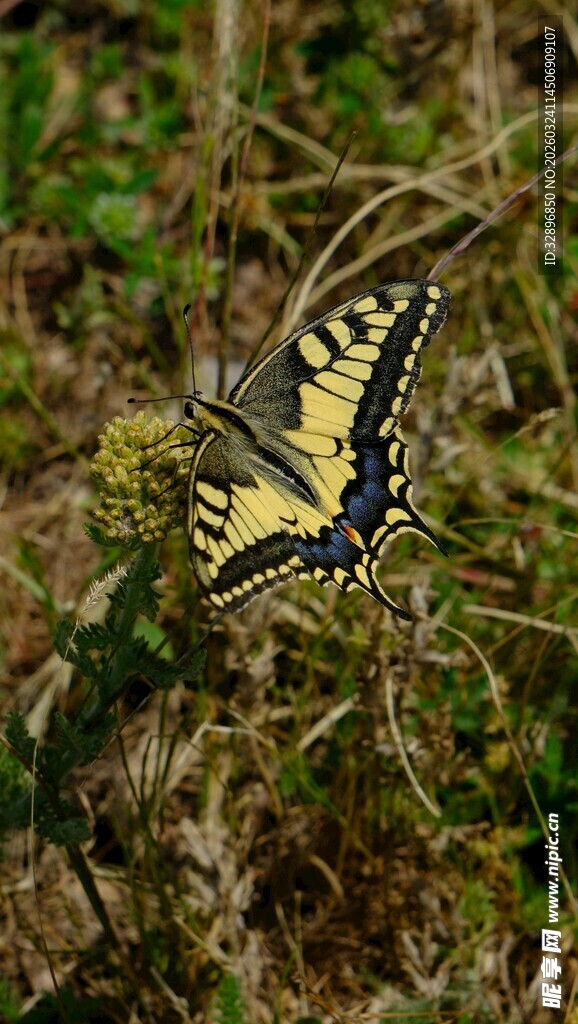 黄黑蝴蝶停驻草丛间