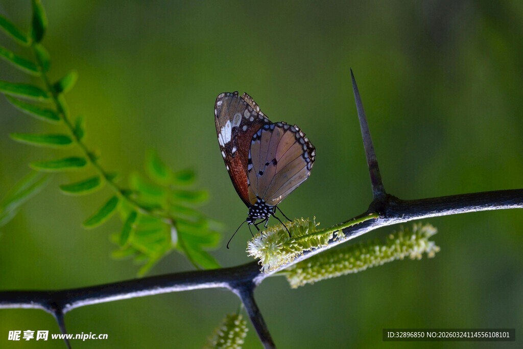 树枝上停歇的美丽蝴蝶