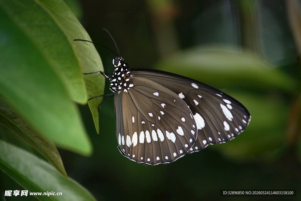 停在绿叶上的斑纹蝴蝶