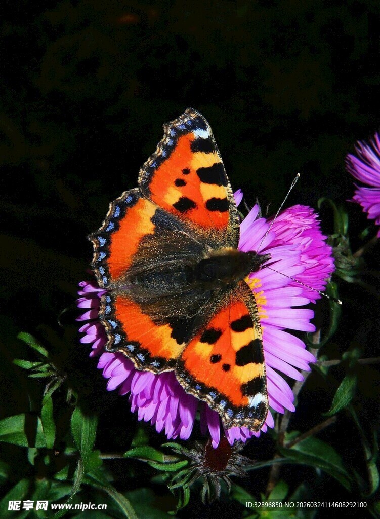 橙黑蝴蝶停于紫色花朵